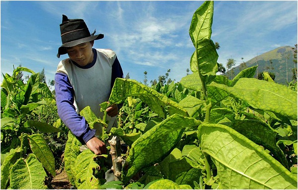 Serapan Tembakau Temanggung Meningkat 1.000 Ton